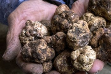 Avviso per la presentazione  telematica delle domande di indennit&#224; per la conservazione del patrimonio tartufigeno 