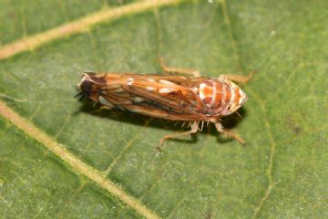 Primo trattamento flavescenza dorata