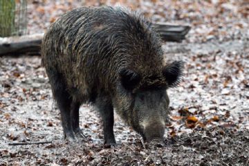 Attuazione delle misure di biosicurezza per il contrasto alla peste suina africana (PSA)